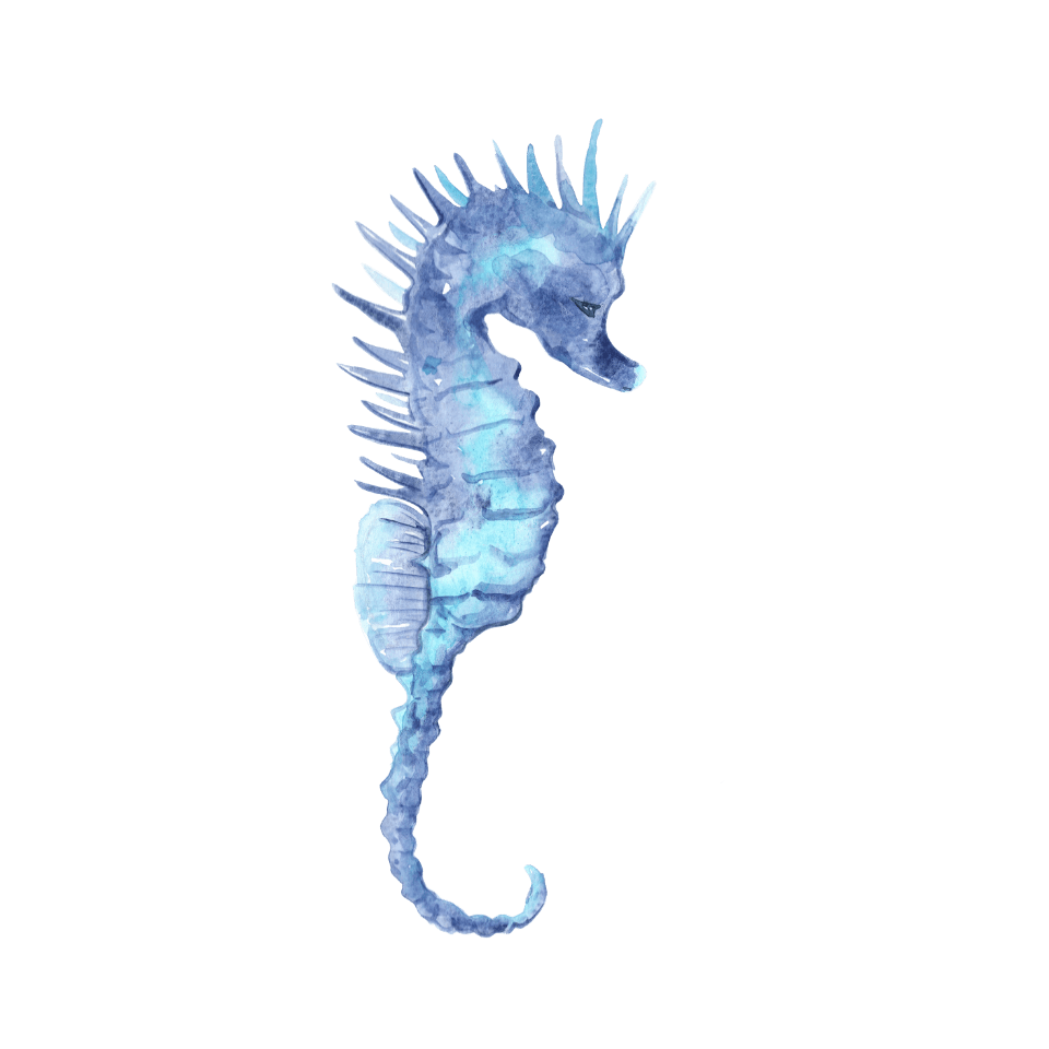 seahorse
