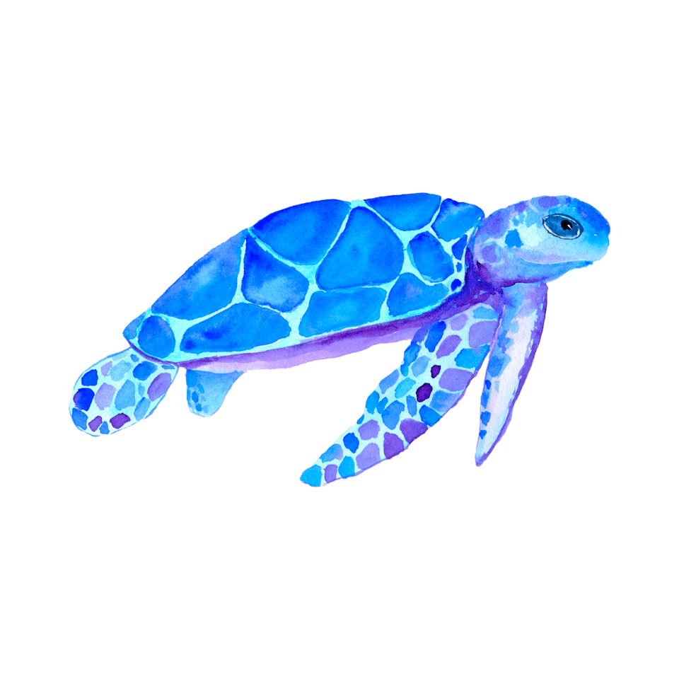 turtle-3