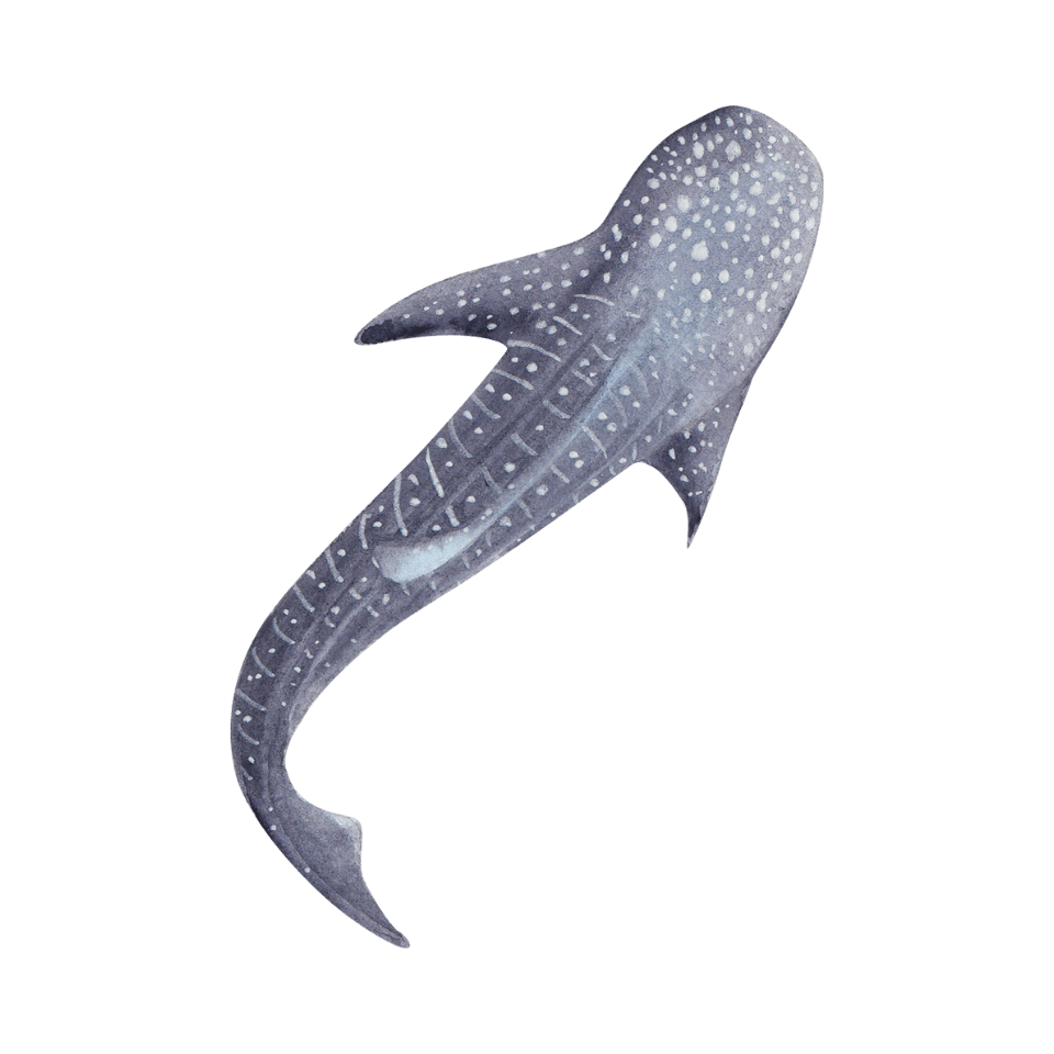 whale-shark